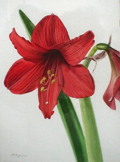 A drawn and colored red amaryllis flower 
